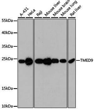 Anti-TMED9 Rabbit pAb