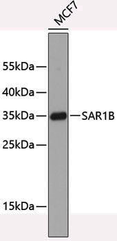 Anti-SAR1B Rabbit pAb