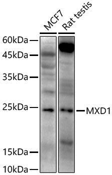 Anti-MXD1 Rabbit pAb
