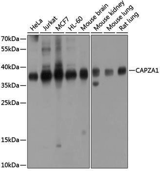 Anti-CAPZA1 Rabbit pAb