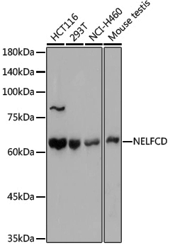 Anti-NELFCD Rabbit pAb