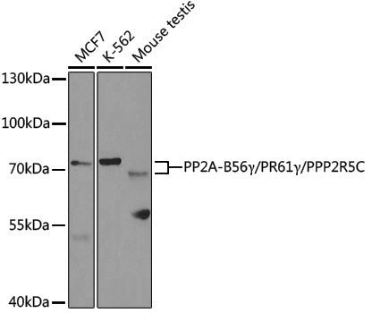 Anti-PP2A-PPP2R5C Rabbit pAb