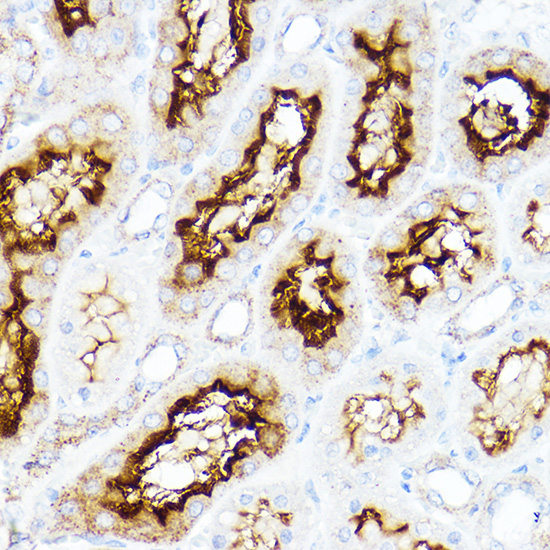 Anti-SLC3A1 Rabbit pAb