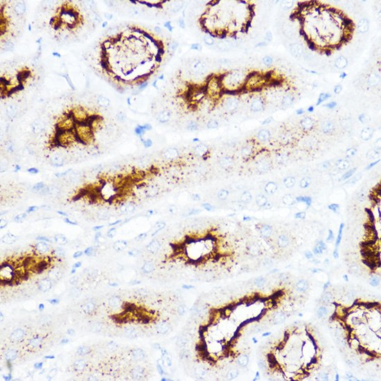 Anti-SLC3A1 Rabbit pAb
