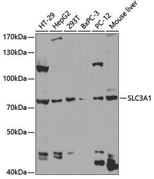 Anti-SLC3A1 Rabbit pAb