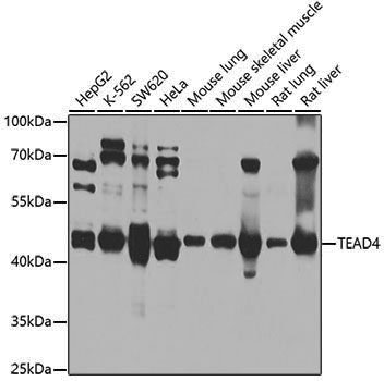 Anti-TEAD4 Rabbit pAb