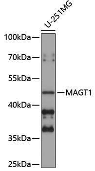 Anti-MAGT1 Rabbit pAb