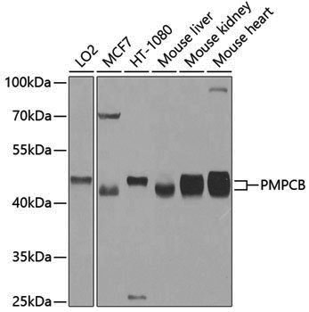 Anti-PMPCB Rabbit pAb