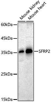 Anti-SFRP2 Rabbit pAb