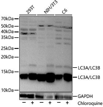Anti-LC3A/B Rabbit pAb
