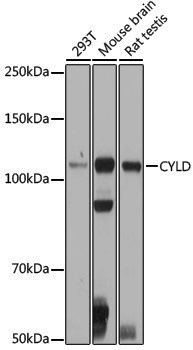 Anti-CYLD Rabbit pAb