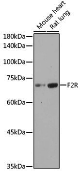 Anti-F2R Rabbit pAb