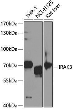 Anti-IRAK3 Rabbit pAb