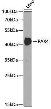 Anti-PAX4 Rabbit pAb