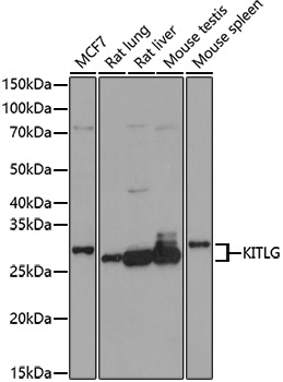 Anti-KITLG Rabbit pAb