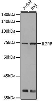 Anti-IL2RB Rabbit pAb