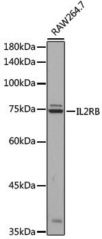 Anti-IL2RB Rabbit pAb
