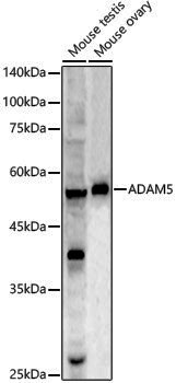 Anti-ADAM5 Rabbit pAb