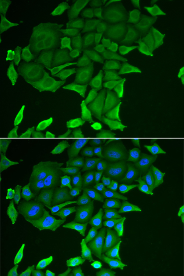 Anti-CD84 Rabbit pAb