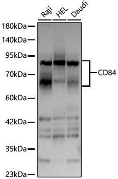 Anti-CD84 Rabbit pAb