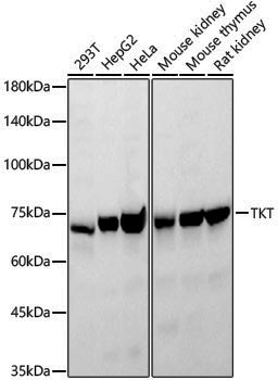 Anti-TKT Rabbit pAb