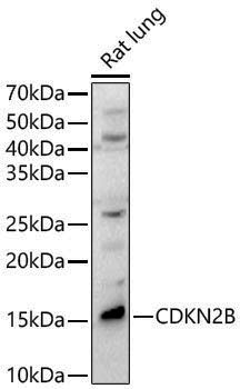 Anti-CDKN2B Rabbit pAb