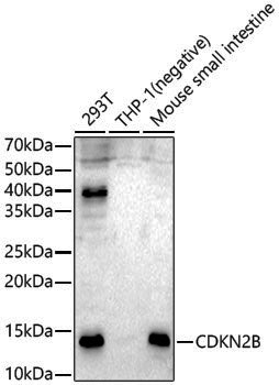Anti-CDKN2B Rabbit pAb