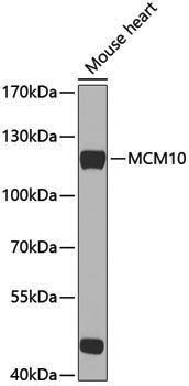 Anti-MCM10 Rabbit pAb