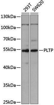 Anti-PLTP Rabbit pAb