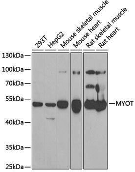 Anti-MYOT Rabbit pAb
