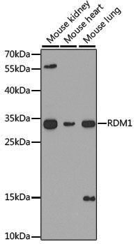 Anti-RDM1 Rabbit pAb