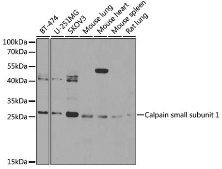 Anti-Calpain small subunit 1 Rabbit pAb