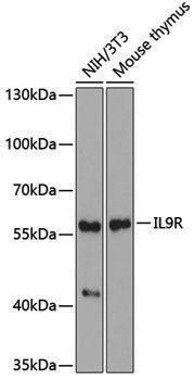 Anti-IL9R Rabbit pAb