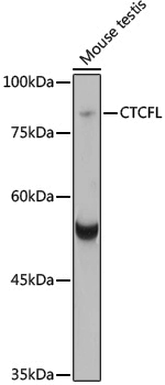 Anti-CTCFL Rabbit pAb
