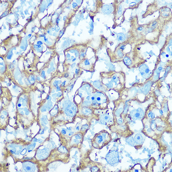 Anti-GLUT1/SLC2A1 Rabbit pAb