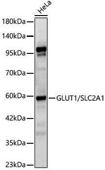 Anti-GLUT1/SLC2A1 Rabbit pAb