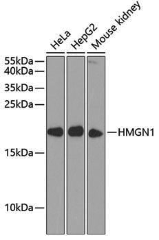 Anti-HMGN1 Rabbit pAb