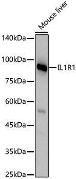 Anti-IL1R1 Rabbit pAb