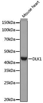 Anti-DLK1 Rabbit pAb