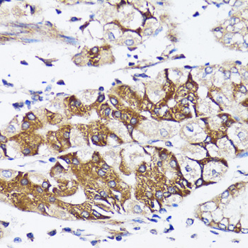 Anti-BCAP29 Rabbit pAb