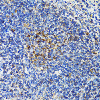 Anti-BCAP29 Rabbit pAb
