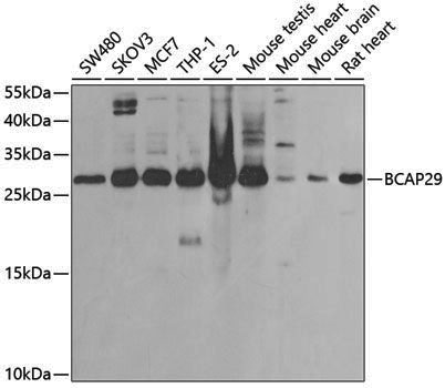 Anti-BCAP29 Rabbit pAb