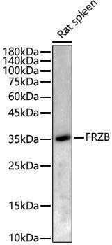 Anti-FRZB Rabbit pAb