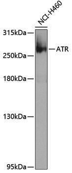 Anti-ATR Rabbit pAb