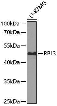 Anti-RPL3 Rabbit pAb