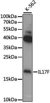 Anti-IL17F Rabbit pAb