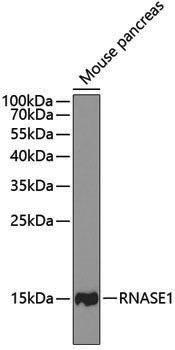 Anti-RNASE1 Rabbit pAb