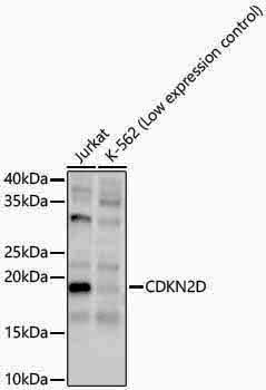 Anti-CDKN2D Rabbit pAb