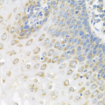Anti-PABPC4 Rabbit pAb