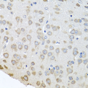 Anti-PABPC4 Rabbit pAb